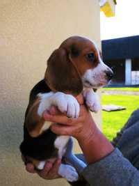 beagle olx|Dla Ciebie wszystko .